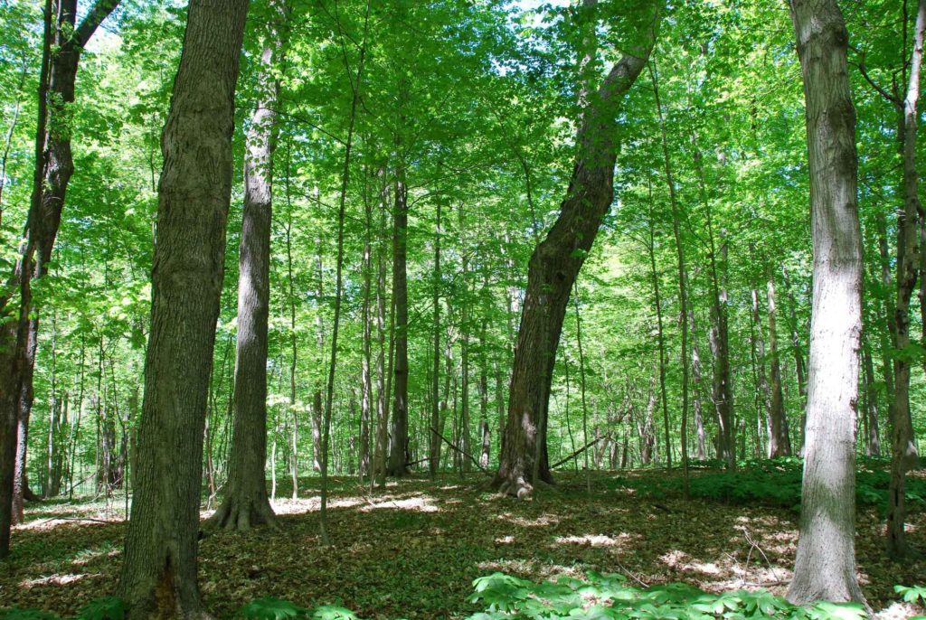 46 acres Vigo County IN Illinois & Indiana Farm Real Estate