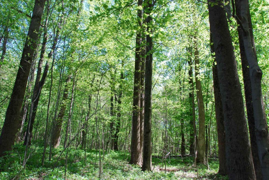 46 acres Vigo County IN Illinois & Indiana Farm Real Estate