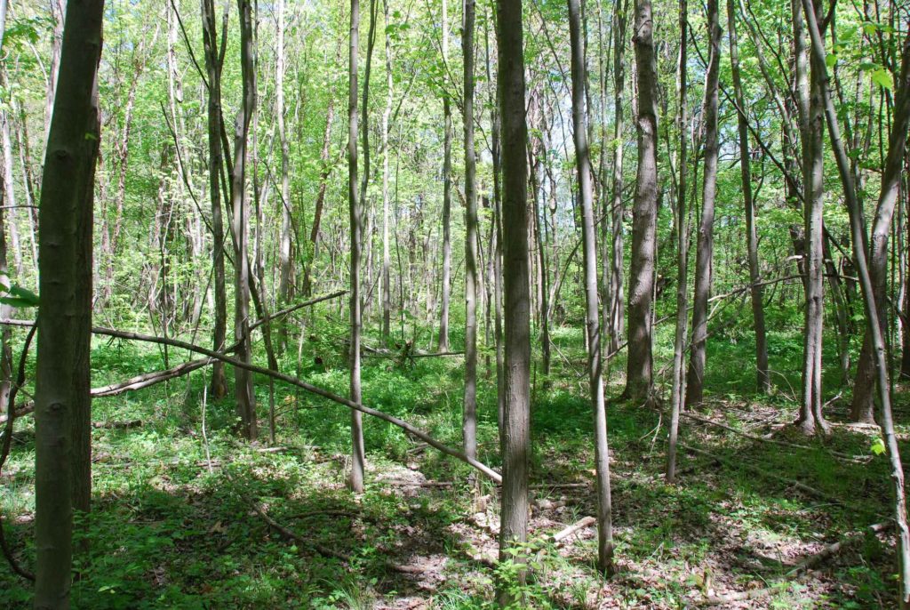 46 Acres Vigo County IN Illinois & Indiana Farm Real Estate