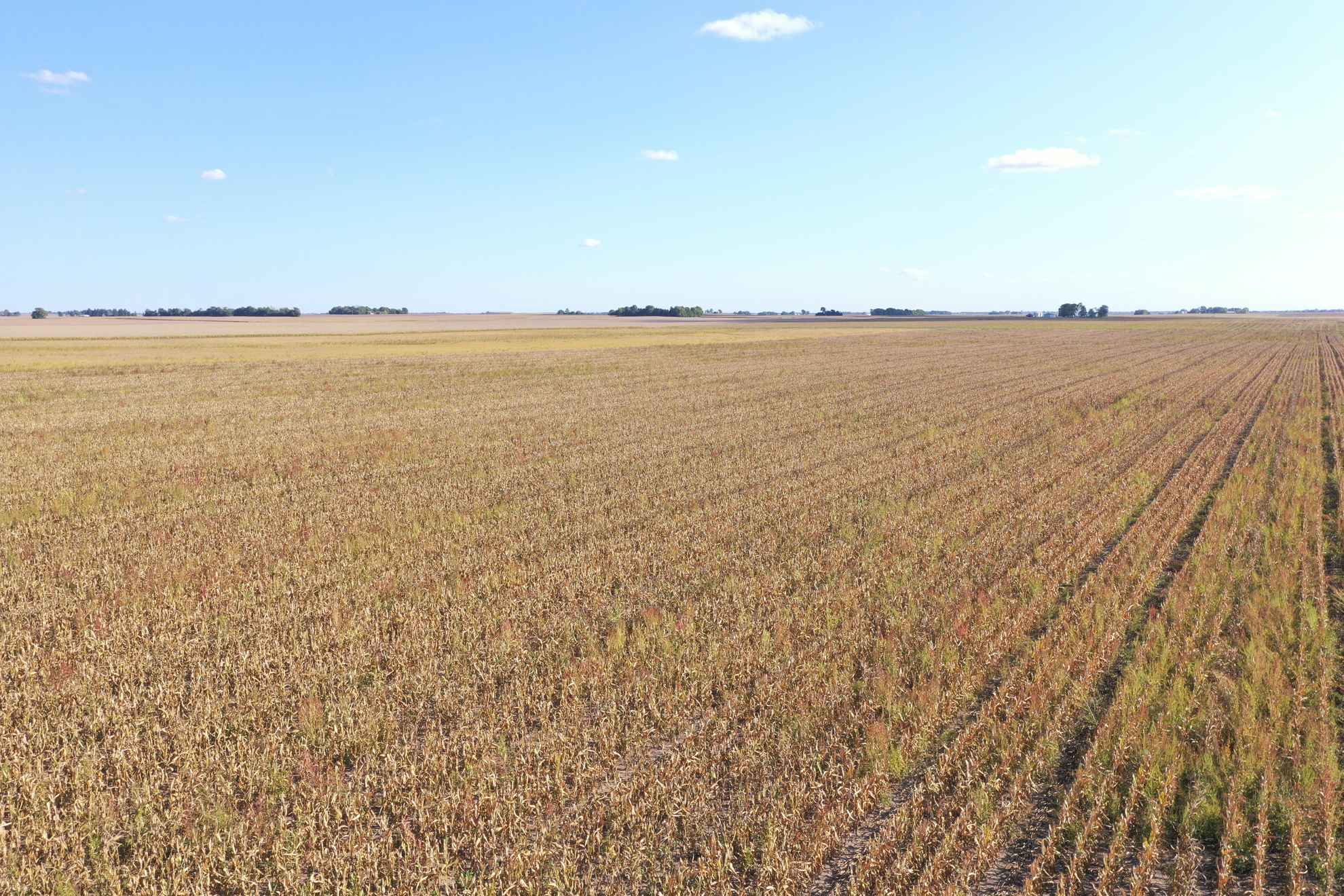 121 Acres offered in 3 Tracts, Catlin TWP. Vermilion County, IL